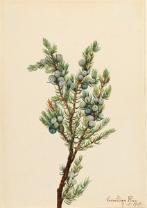 Montanha Juniper Juniperus sibirica, 1917. de Mary Vaux Walcott