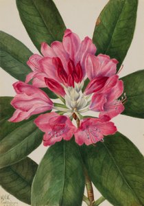 Mountain Rose-Bay Rhododendron catawbiense, 1932. de Mary Vaux Walcott
