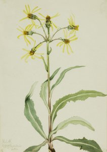 Mourning Groundsel Senecio lugens, 1921. de Mary Vaux Walcott