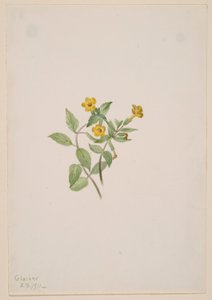 Flor de almíscar (Mimulus moschatus) de Mary Vaux Walcott