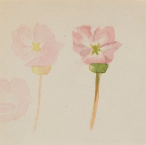 "A minha primeira pintura" de Mary Vaux Walcott