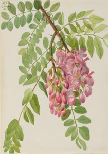 Gafanhoto do Novo México (Robinia neomexicana) de Mary Vaux Walcott