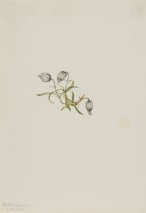 Campião de aceno (Lychnis apetala) de Mary Vaux Walcott