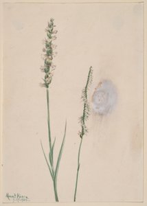 Acenar com a cabeça (Ibidium cernum) de Mary Vaux Walcott