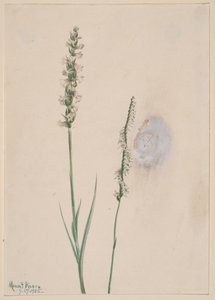 Nodding Ladies-Tresses Ibidium cernum, 1905.