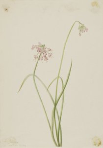 Cebolinha (Allium cernuum) de Mary Vaux Walcott