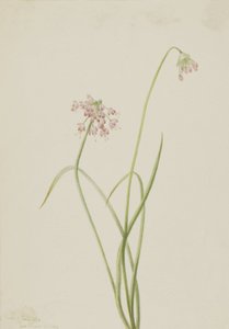Nodding Onion Allium cernuum, 1901. de Mary Vaux Walcott