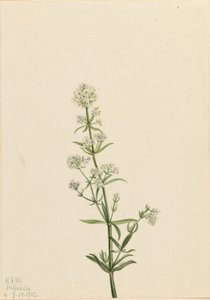 Palha do Norte (Galium boreale) de Mary Vaux Walcott