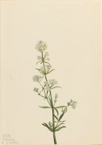 Northern Bedstraw Galium boreale, 1922. de Mary Vaux Walcott