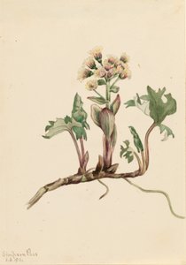 Carrapicho-do-norte (Petasites hyperboreus) de Mary Vaux Walcott