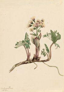 Northern Butterbur Petasites hyperboreus, 1916. de Mary Vaux Walcott