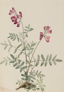 Hedysarum do Norte (Hedysarum boreale) de Mary Vaux Walcott