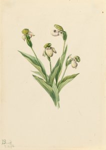 Chinelo de senhora do Norte (Cypripedium passerinum) de Mary Vaux Walcott