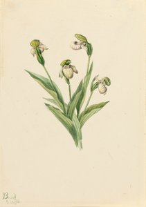 Chinelo de senhora do norte Cypripedium passerinum, 1916. de Mary Vaux Walcott