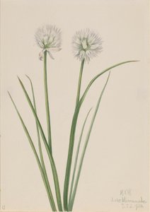 Northern Onion Allium sibiricum, 1920. de Mary Vaux Walcott