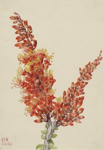 Ocotillo Fouquieria splendens, 1927. de Mary Vaux Walcott