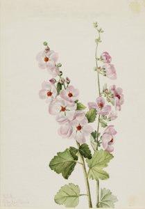 Globemallow de olhos laranja (Sphaeralcea davidsonii) de Mary Vaux Walcott