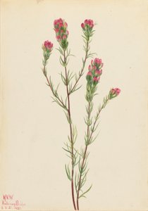 Trevo-das-coroas (Orthocarpus tenuifolius) de Mary Vaux Walcott