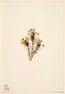 Trevo da coruja (Orthocarpus erianthus) de Mary Vaux Walcott
