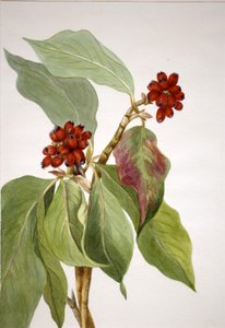 Pacific Dogwood Cornus nuttallii, 1933. de Mary Vaux Walcott