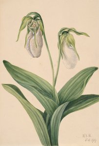 Cypridedium acaule de Chinelo de Senhora Pálida, 1919. de Mary Vaux Walcott