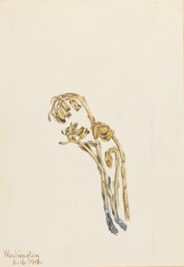 Abacaxi pálido (Hypopitys americana) de Mary Vaux Walcott