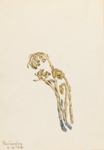 Pale Pinesap Hypopitys americana, 1918. de Mary Vaux Walcott