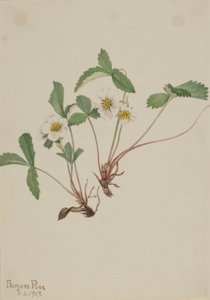 Morango pálido (Fragaria glauca) de Mary Vaux Walcott
