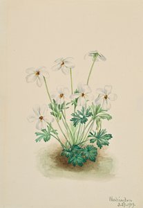 Pansy Violet Viola pedata, 1919. de Mary Vaux Walcott