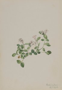 Bagaço de perdiz (Mitchella repena) de Mary Vaux Walcott