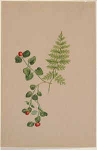 Bagaço de perdiz (Mitchella repens) de Mary Vaux Walcott