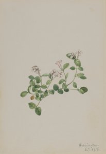 Partridgeberry Mitchella repena, 1918. de Mary Vaux Walcott