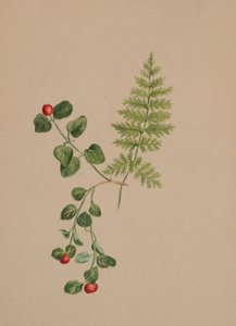 Partridgeberry Mitchella repens, ca. 1883. de Mary Vaux Walcott