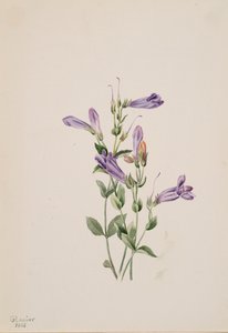 Penstemon Penstimon fruiticosus, 1903. de Mary Vaux Walcott