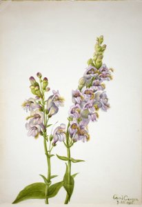 Pentstemon (Pentstemon macranthus) de Mary Vaux Walcott