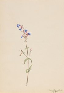 Pentstemon (Pentstemon procerus) de Mary Vaux Walcott