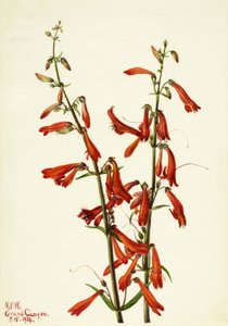 Pentstemon Pentstemon barbatus, 1934. de Mary Vaux Walcott