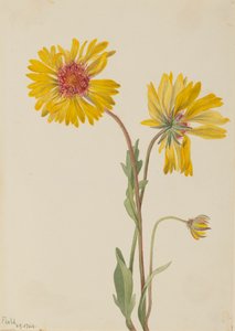 Perene Gaillardia Gaillardia aristata, 1904. de Mary Vaux Walcott
