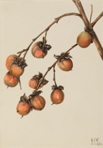 Dióspiro (Diospyros virginiana) de Mary Vaux Walcott