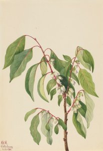 Dióspiro (Diospyros virginiana) de Mary Vaux Walcott