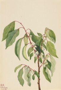 Persimmon Diospyros virginiana, 1932. de Mary Vaux Walcott