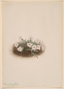Flox de Mary Vaux Walcott
