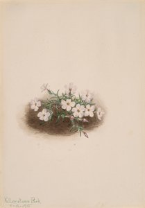 Phlox, 1915. de Mary Vaux Walcott