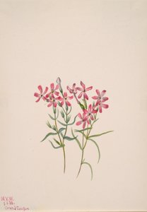Phlox stansburyi, 1938. de Mary Vaux Walcott