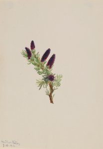 Picea engelmanni de Mary Vaux Walcott