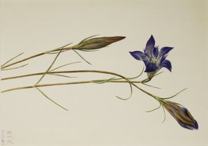 Genciana Pinebarren (Gentiana porphyrio) de Mary Vaux Walcott