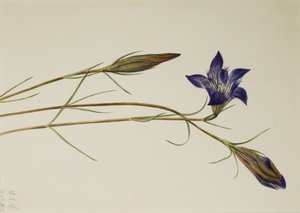 Pinebarren Gentian Gentiana porphyrio, 1923. de Mary Vaux Walcott