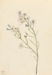 Pineland Aster Aster squarrosus, 1922. de Mary Vaux Walcott