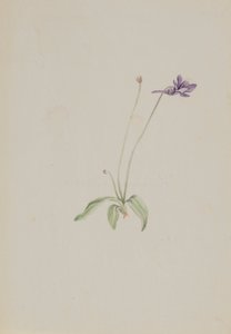 Pinguicula vulgaris, ca. início da década de 1930. de Mary Vaux Walcott