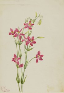 Pink Centaurium Centaurium venustum, 1925. de Mary Vaux Walcott